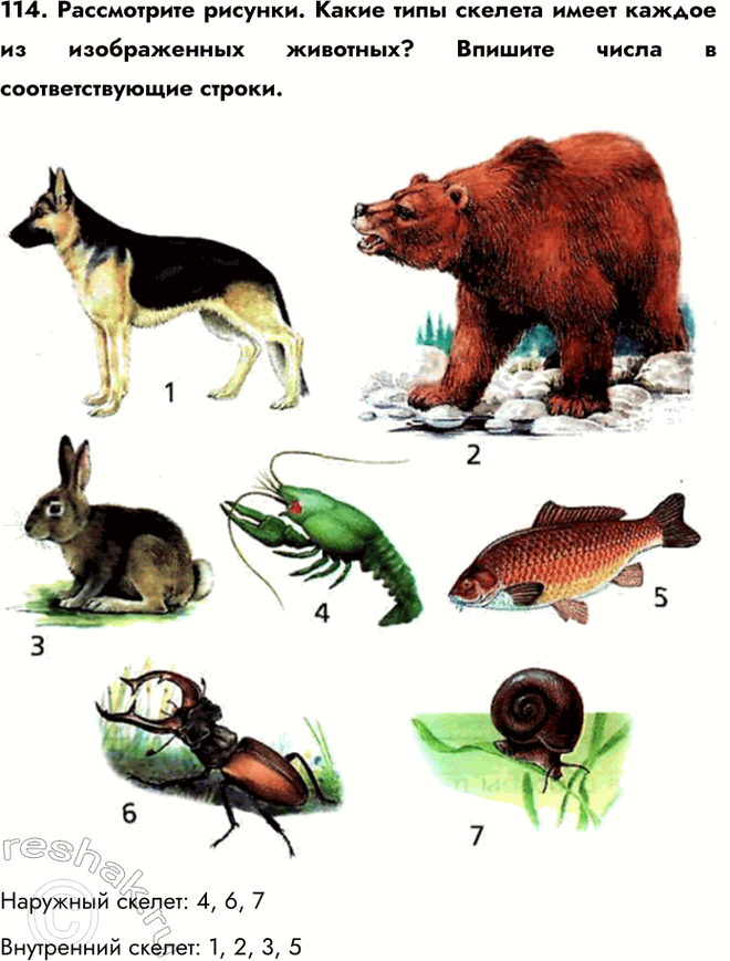 ����������� 114. ����������� �������. ����� ���� ������� ����� ������ �� ������������ ��������? ������� ����� � ��������������� ������.�������� ������: 4, 6, 7���������� ������:...