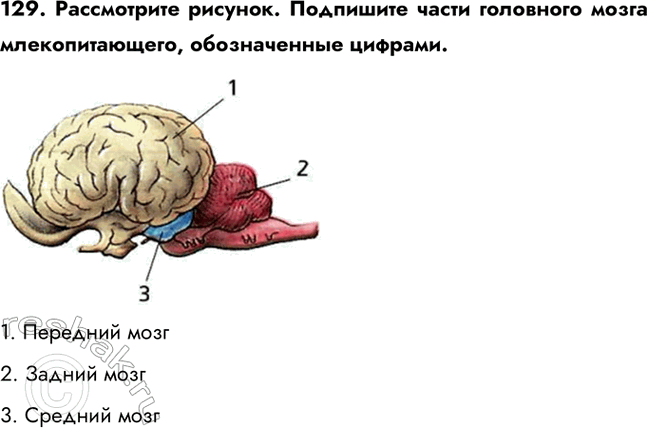 ����������� 129. ����������� �������. ��������� ����� ��������� ����� ��������������, ������������ �������.1. �������� ����2. ������ ����3. �������...