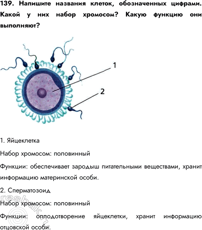 ����������� 139. �������� �������� ������, ������������ �������. ����� � ��� ����� ��������? ����� ������� ��� ���������?1. ��������������� ��������: �����������������:...