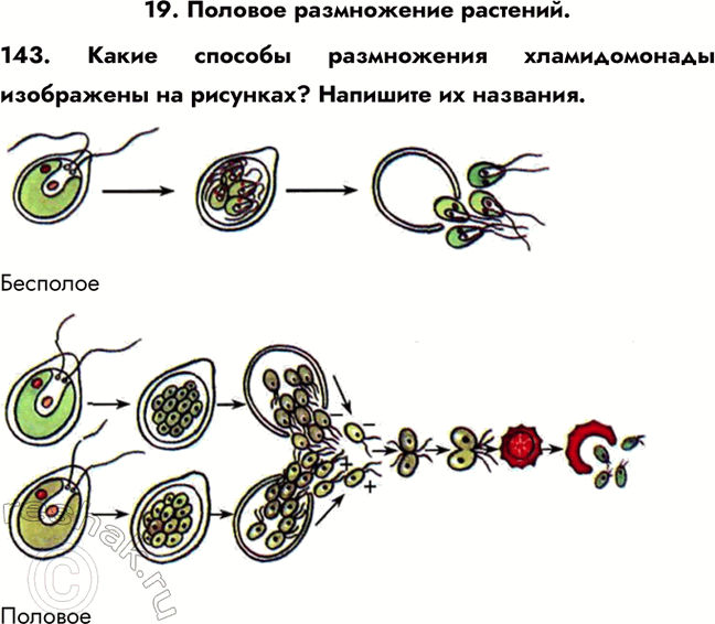 ����������� 19. ������� ����������� ��������.143. ����� ������� ����������� ������������� ���������� �� ��������? �������� ��...