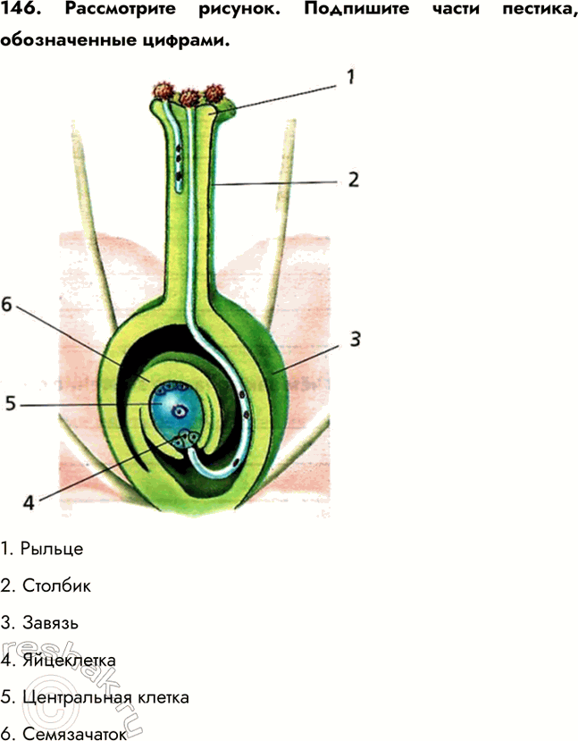 ����������� 146. ����������� �������. ��������� ����� �������, ������������ �������.1. ������2. �������3. ������4. ����������5. ����������� ������6....