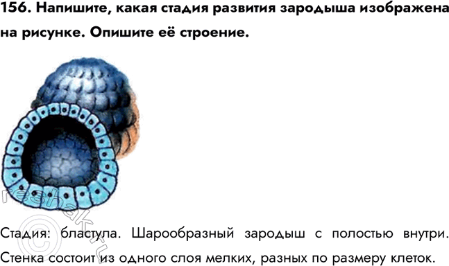 ����������� 156. ��������, ����� ������ �������� �������� ���������� �� �������. ������� � ��������.������: ��������. ������������ ������� � �������� ������. ������ ������� ��...