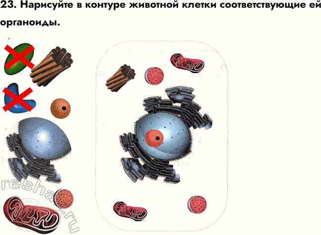 ����������� ������� 23 ��� ������� ������� ����� 6 �����