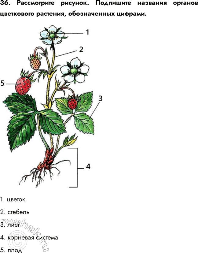 ����������� 36. ����������� �������. ��������� �������� ������� ���������� ��������, ������������ �������.1. ������2. �������3. ����4. �������� �������5....