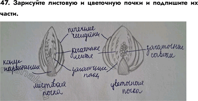 ����������� ������� 47 ��� ������� ������� ����� 6 �����