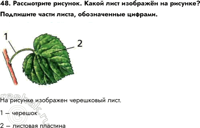 ����������� 48. ����������� �������. ����� ���� �������� �� �������? ��������� ����� �����, ������������ �������.�� ������� ��������� ���������� ����.1 � �������2 � ��������...