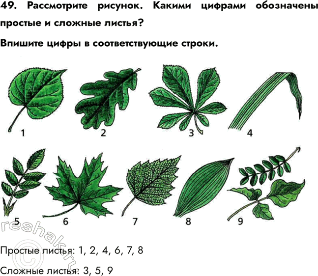 ����������� 49. ����������� �������. ������ ������� ���������� ������� � ������� ������?������� ����� � ��������������� ������.������� ������: 1, 2, 4, 6, 7, 8������� ������:...