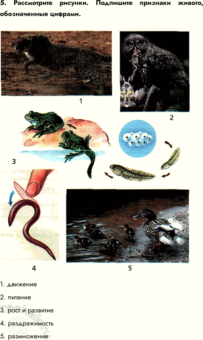 ����������� 5. ����������� �������. ��������� �������� ������, ������������ �������.1. ��������2. �������3. ���� � ��������4. �������������5....