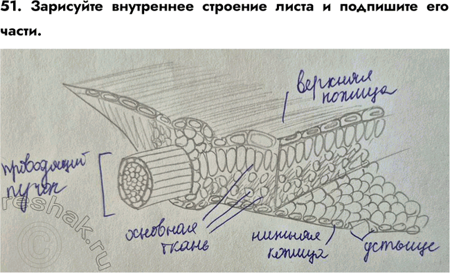 ����������� ������� 51 ��� ������� ������� ����� 6 �����