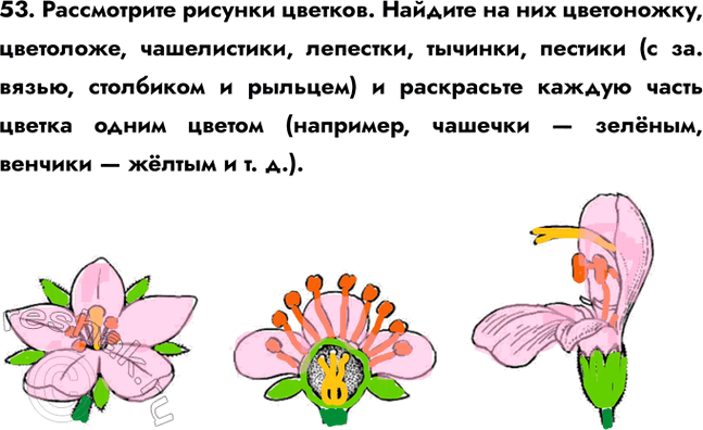 ����������� 53. ����������� ������� �������. ������� �� ��� ����������, ���������, �����������, ��������, �������, ������� (� ��. �����, ��������� � �������) � ���������� ������...