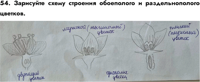 ����������� ������� 54 ��� ������� ������� ����� 6 �����