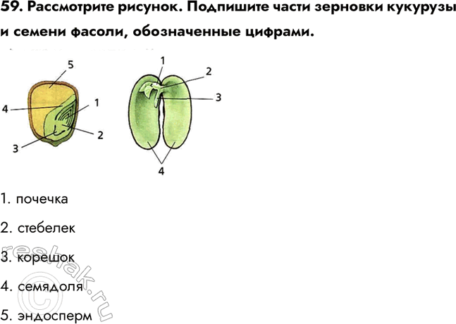 ����������� 59. ����������� �������. ��������� ����� �������� �������� � ������ ������, ������������ �������.1. �������2. ��������3. �������4. ��������5....