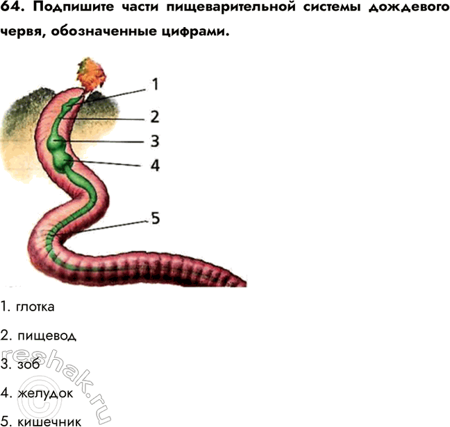 ����������� 64. ��������� ����� ��������������� ������� ��������� �����, ������������ �������.1. ������2. �������3. ���4. �������5....