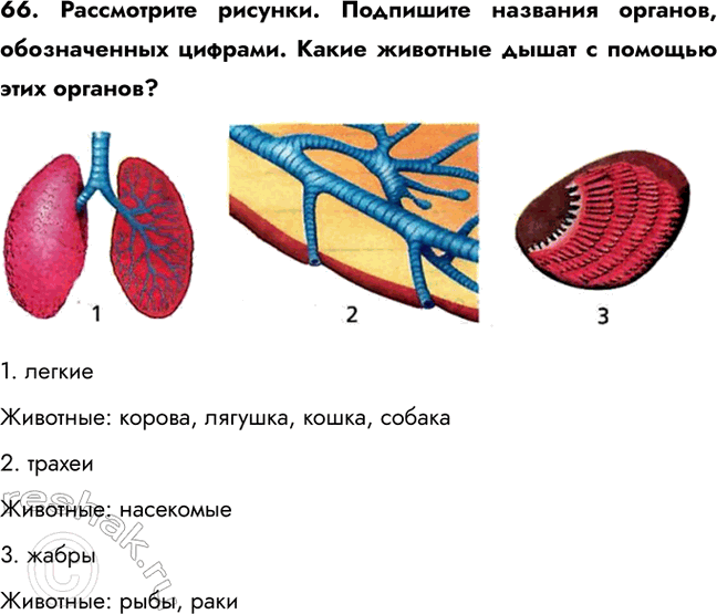 ����������� 66. ����������� �������. ��������� �������� �������, ������������ �������. ����� �������� ����� � ������� ���� �������?1. ��������������: ������, �������, �����,...