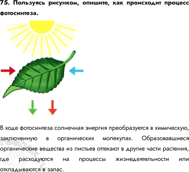 ����������� 75. ��������� ��������, �������, ��� ���������� ������� �����������.� ���� ����������� ��������� ������� ������������� � ����������, ����������� � ������������...