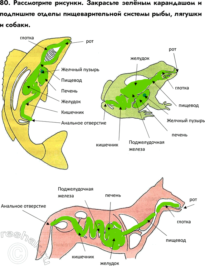 ����������� 80. ����������� �������. ��������� ������ ���������� � ��������� ������ ��������������� ������� ����, ������� �...