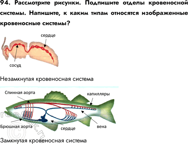����������� 94. ����������� �������. ��������� ������ ����������� �������. ��������, � ����� ����� ��������� ������������ ����������� �������?����������� �����������...