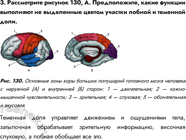 Размер переднего мозга