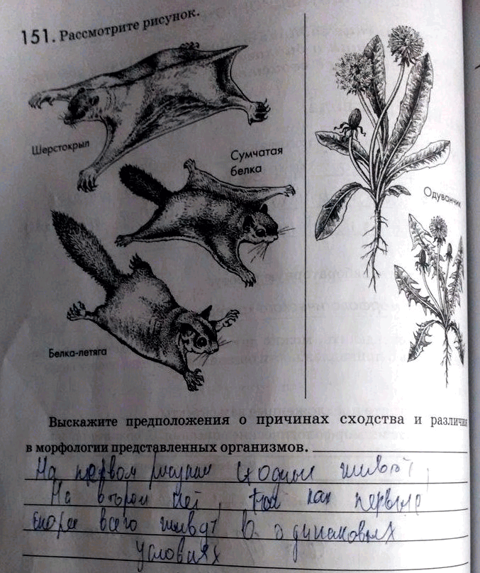 561 рассмотрите рисунки