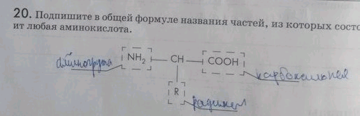 Изображение Упр.20 Рабочая тетрадь Пасечник 9 класс (Биология)