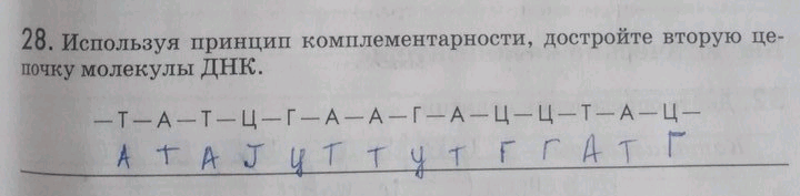 Используя принцип. Используя принцип комплементарности достройте вторую цепь ДНК. Используя принцип комплементарности достройте 2 цепочку молекулы ДНК. Используя принцип комплементарности достройте вторую. Используя принцип комплементарности достройте вторую цепочку.