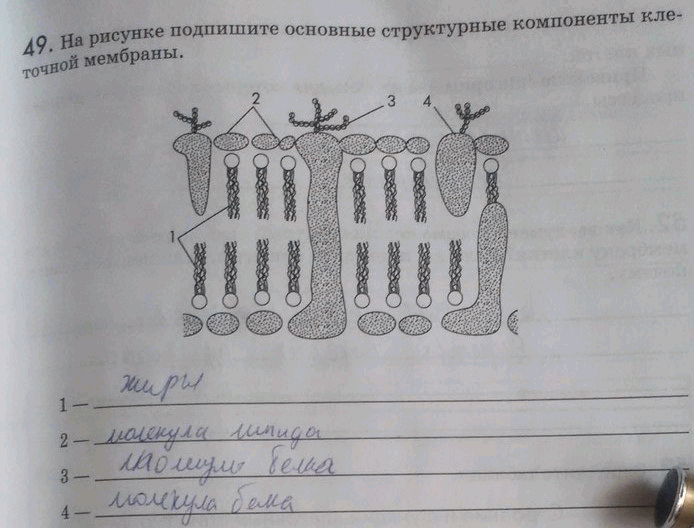 Подписать общий. Подпишите основные структурные компоненты клеточной мембраны. На рисунке подпишите основные структурные компоненты клеточной. Клеточная мембрана 9 класс Пасечник. Структурные компоненты клеточной мембраны 9 класс.