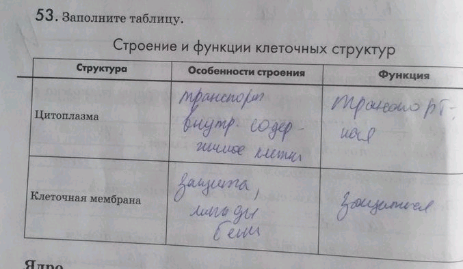 Биология 7 класс пасечник параграф 7 таблица. Таблица по биологии 5 класс строение клетки. Таблица строение клетки 5 класс биология Пасечник. Строение клетки таблица строение и функции 5 класс. Биология 5 класс строение клетки таблица и функции.