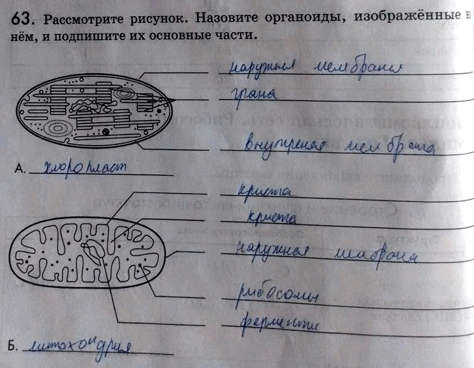 Назовите органоиды клетки изображенные на рисунке и подпишите их части