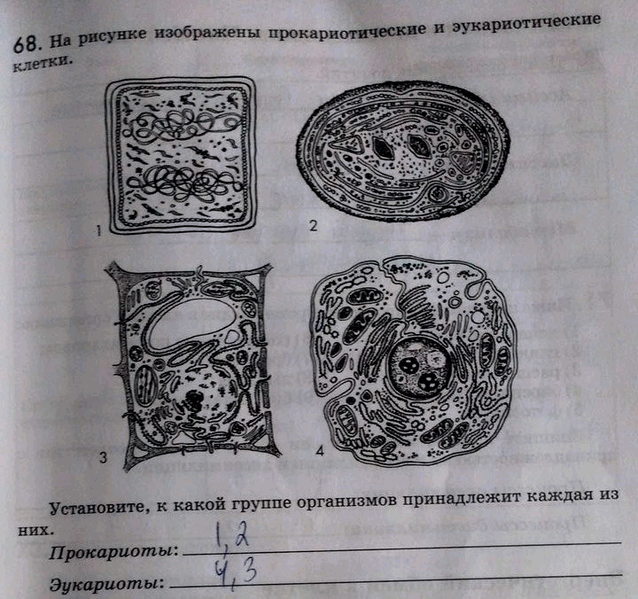 Рассмотрите изображенные на рисунке клетки определите какими буквами обозначены прокариотическая и