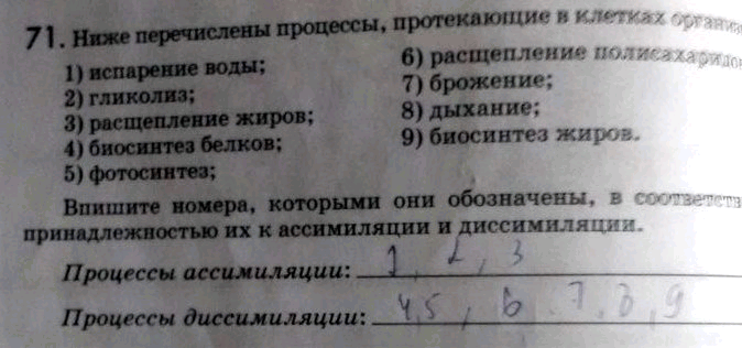 Ниже перечислены процессы. Ниже перечислены процессы протекающие в клетках организмов. Ниже перечислены процессы протекающие в клетках. Процессы ассимиляции протекают в клетках тела. Процессы протекающие в клетках испарение воды дыхание расщепление.