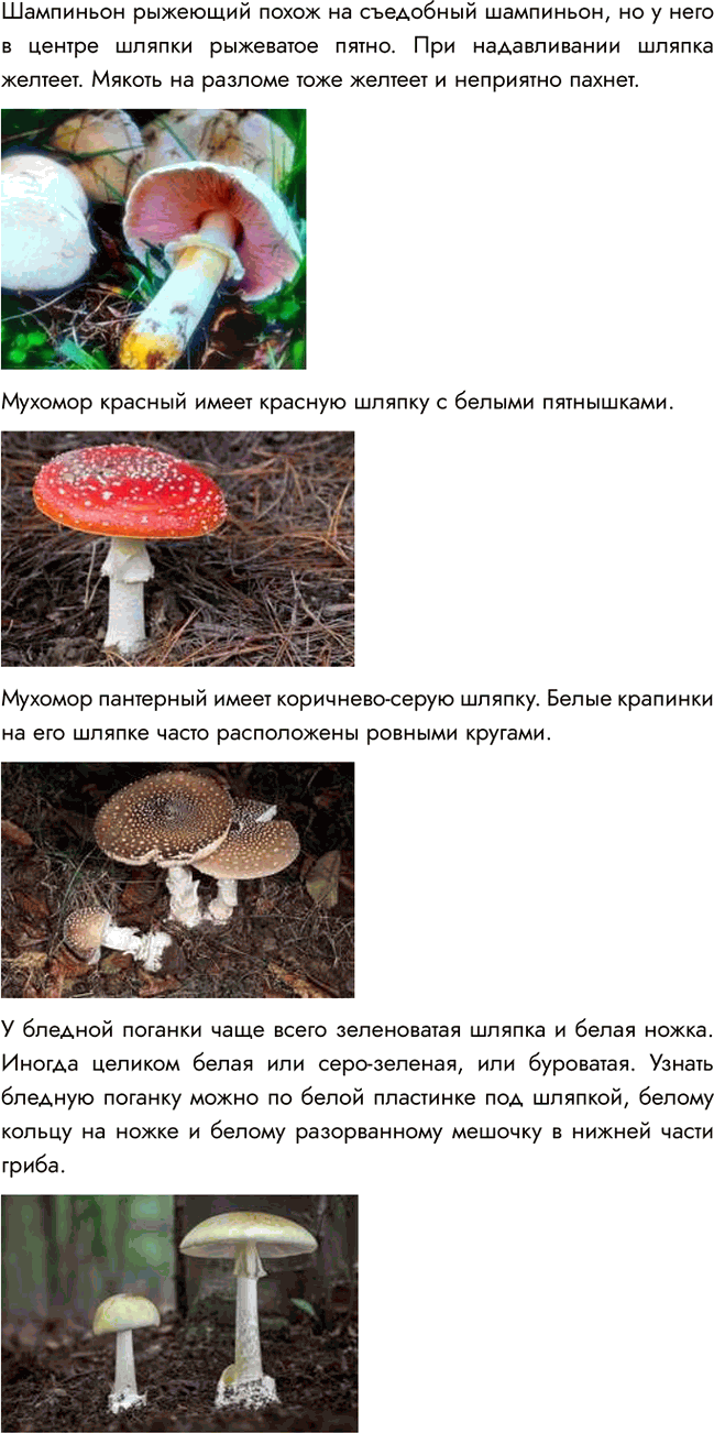 �������������� �����������