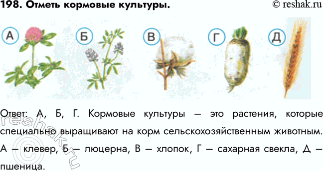 ����������� 198. ������ �������� ��������.�����: �, �, �. �������� �������� � ��� ��������, ������� ���������� ���������� �� ���� �������������������� ��������.  � � ������, � �...