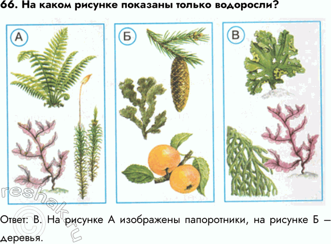 ����������� 66. �� ����� ������� �������� ������ ���������?�����: �. �� ������� � ���������� �����������, �� ������� � �...